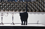 Opinion Ciatti Статуэтка Ombres de Chats 5