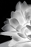 Slamp Veli foliage ceiling wall