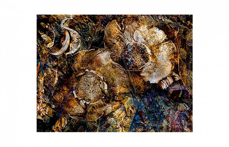 Cobra Art Autumn 180х120 см. Фото 01